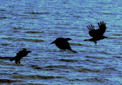 Crows on The beach